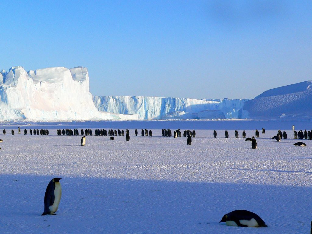 jakie zwierzęta mieszkają na antarktydzie
