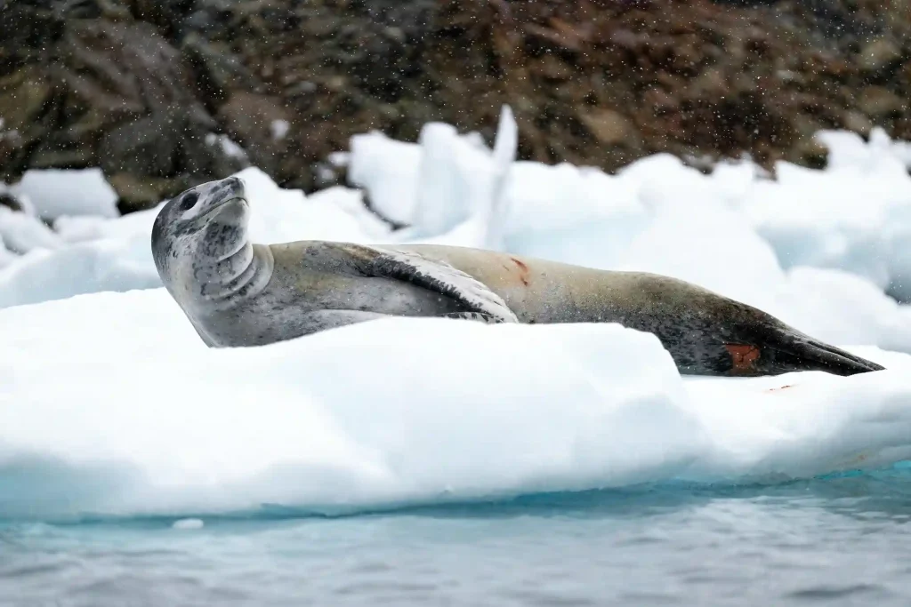 Lampart morski: Drapieżnik Antarktydy