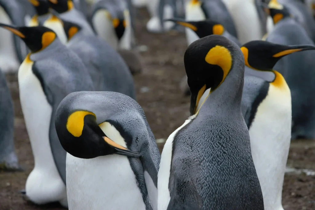 Pingwin cesarski: Gigant Antarktydy